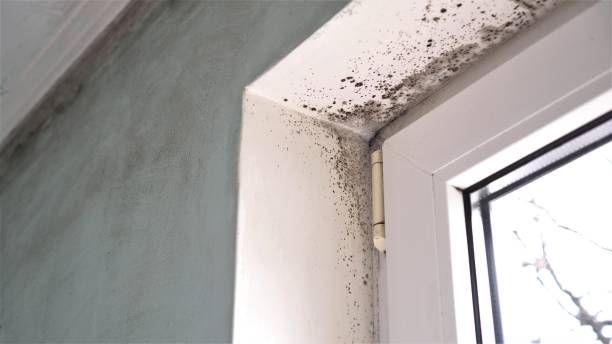 Best Black Mold Removal  in Pebble Creek, FL