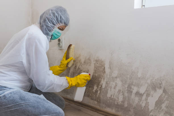 Best Biohazard Mold Removal  in Pebble Creek, FL