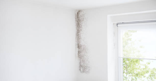 Best HVAC Mold Inspection and Cleaning  in Pebble Creek, FL