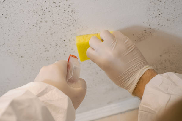 Trusted Pebble Creek, FL Mold Removal Experts