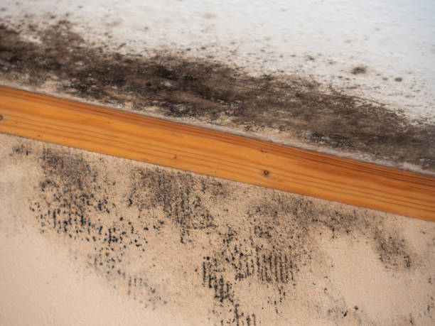Best Forensic Mold Investigation  in Pebble Creek, FL