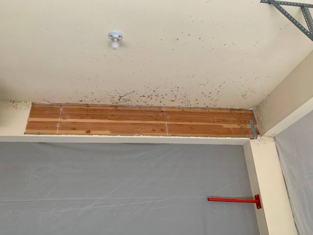 Best Attic Mold Removal  in Pebble Creek, FL
