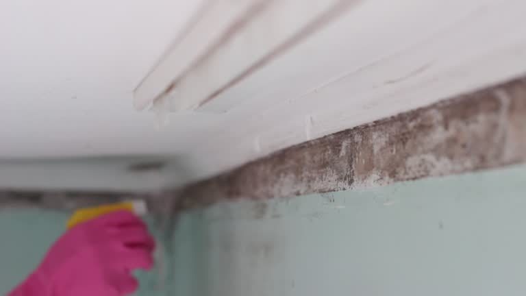 Best Crawl Space Mold Remediation  in Pebble Creek, FL